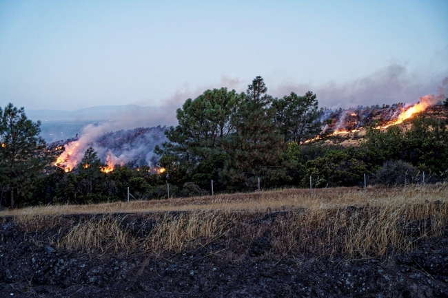 The Park Fire spreading down into the canyon towards Big Chico Creek; black fire beetles could sense the heat. Allen Dixon