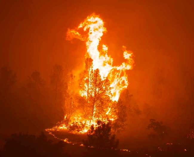 A foothill pine in flames in Cohasset on the first night of the Park Fire. Michael Steinberg