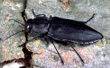 Melanophila acuminata. AG Prof. Schmitz, Wikipedia Commons