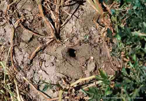 Vole burrow entrance. Jack Kelly Clark, UC IPM