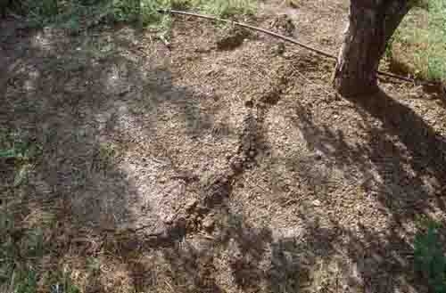 Raised soil ridge above mole feeding tunnel. Jack Kelly Clark, UC IPM