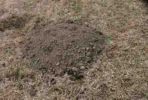 Mole mound margins tend to be circular. Larry L. Strand, UC IPM