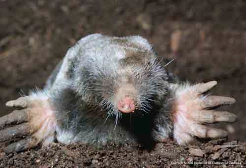 Broad-footed mole. Jerry P. Clark, UC IPM