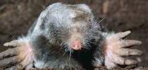 Broad-footed mole. Jerry P. Clark, UC IPM for The Real Dirt Blog Blog