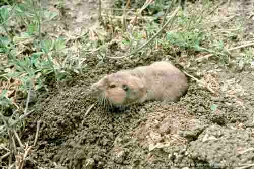 Adult pocket gopher. Jack Kelly Clark, UC IPM