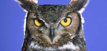 Great Horned Owl. Jack Kelly Clark, UC IPM for The Real Dirt Blog Blog