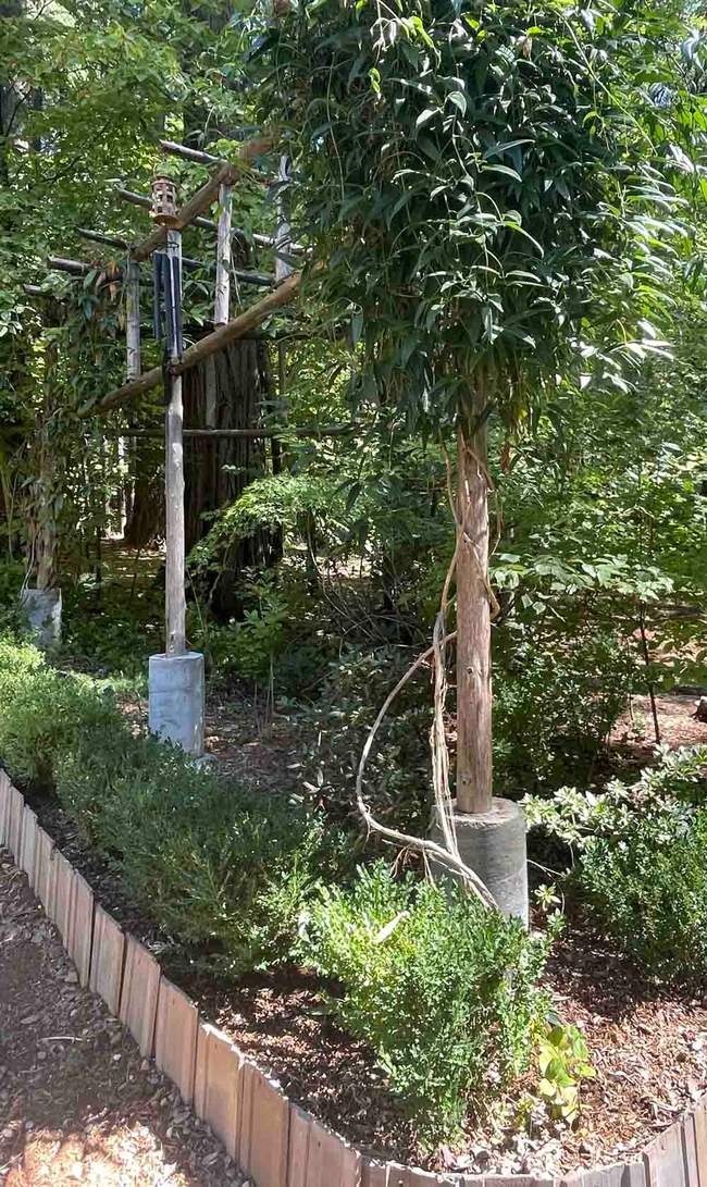 SW corner of arbor; evergreen clematis vine shades azaleas and rhododendrons below. Alton Wright