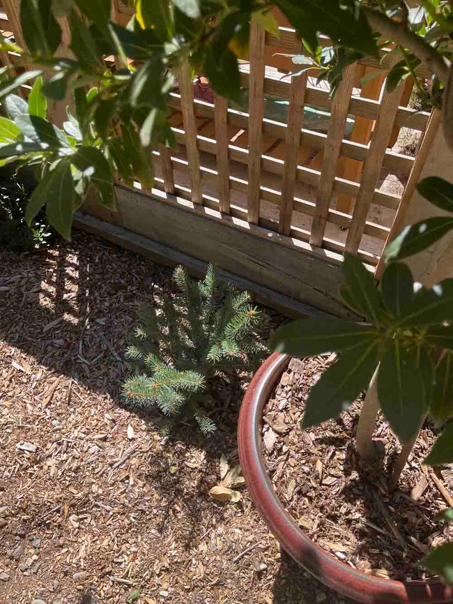 Lattice fence and potted dwarfed bay tree (Laurus nobilis) both reduce morning and afternoon sun intensity over a young ornamental evergreen (Picea pungens). Note heavy mulching. Alton Wrig