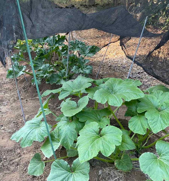 Screen cloth positioned over late season summer squash. Alton Wright