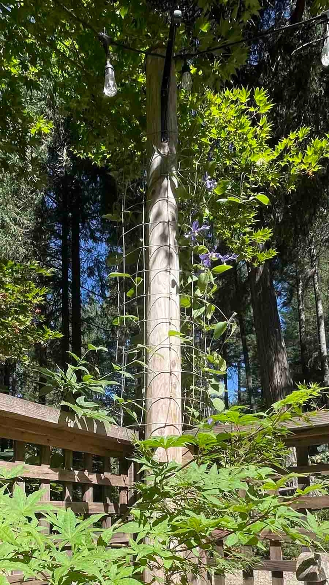 Clematis vine training to grow on a fence post to cast afternoon shade over delicate, potted Japanese maples (Acer palmatum sp.) Alton Wright