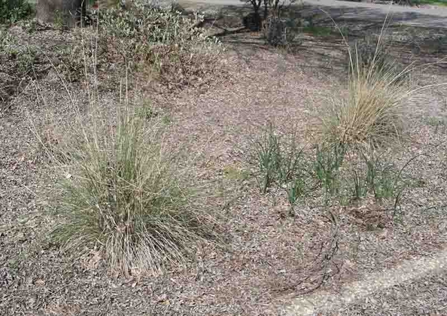 Leaves left alone to turn into mulch. Cindy Weiner