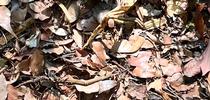 Leaves and twigs make excellent additions to the compost pile. J.C. Lawrence for The Real Dirt Blog Blog