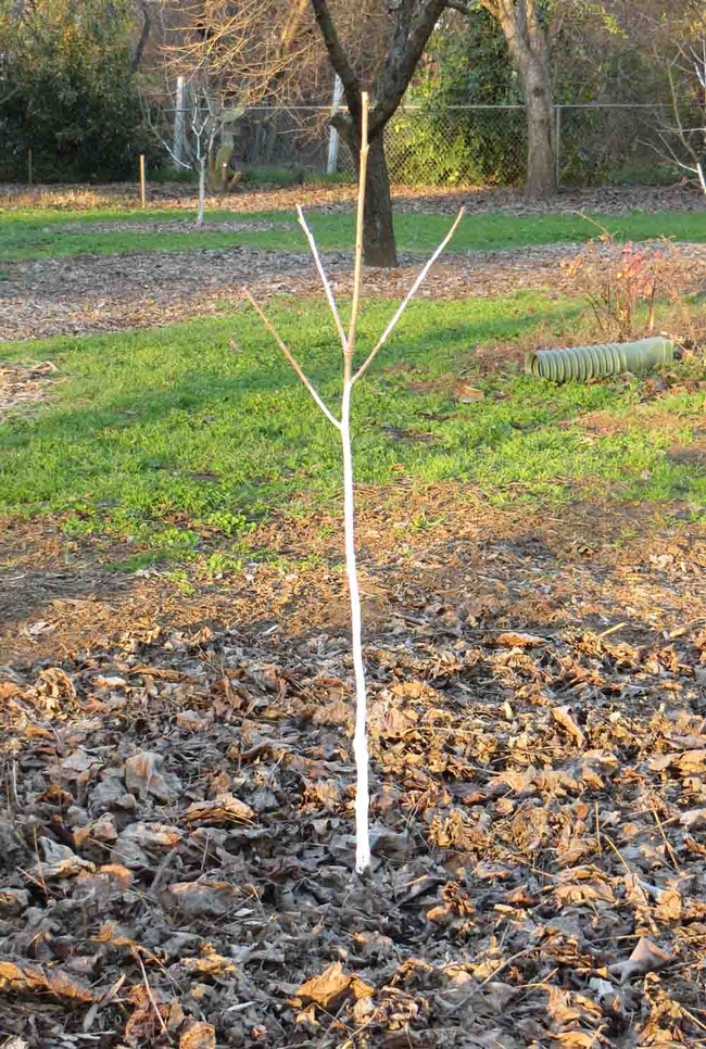 Late fall is a good time to plant bare-root fruit trees, like this Fuyu persimmon. Jeanette Alosi