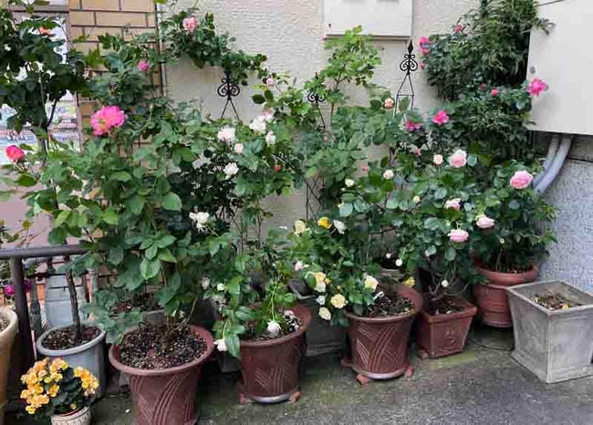 A garden of roses grown in containers creates a pleasing entry to this home in Kyoto. J.C. Lawrence