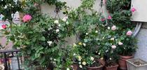 A garden of roses grown in containers creates a pleasing entry to this home in Kyoto. J.C. Lawrence for The Real Dirt Blog Blog