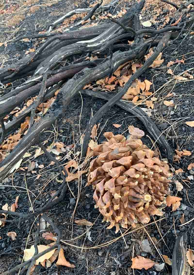 This large cone from a gray pine tree opened up from the heat of the Thompson Fire. Bonita Malone