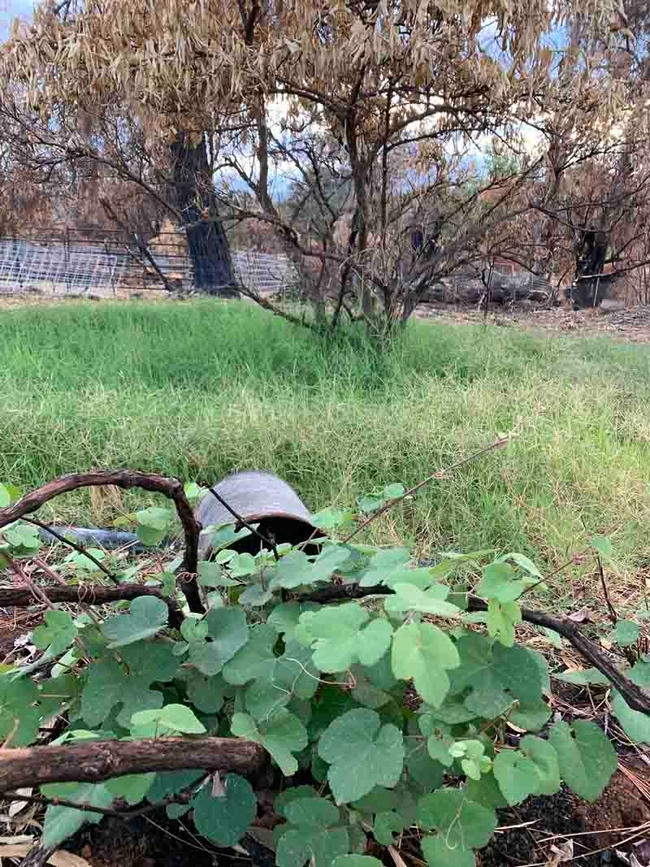 Wild grapes returning after fire. Bonita Malone