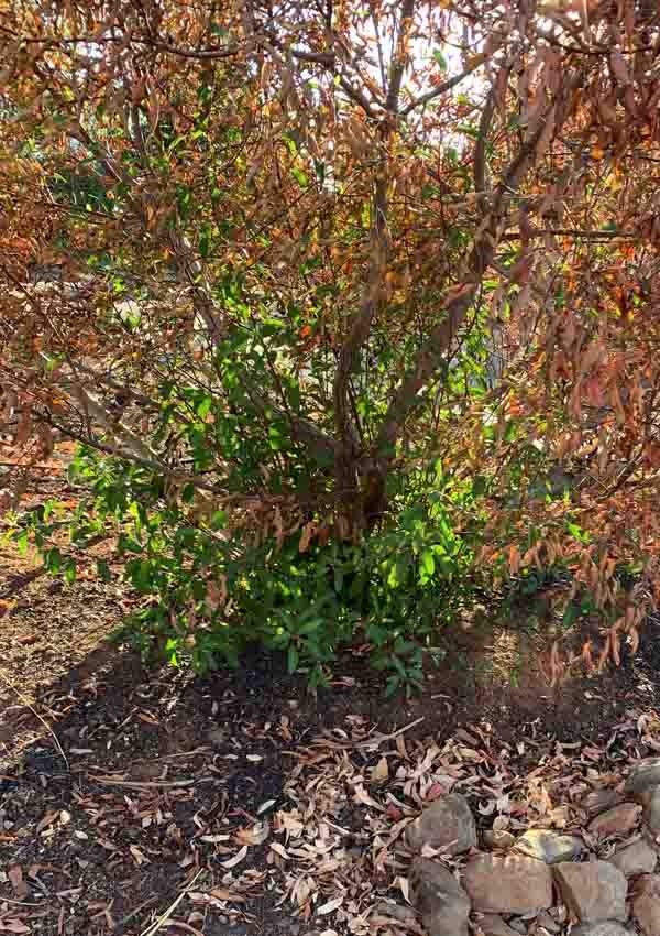 New growth sprouts from the crown of this laurel sumac which was burnt in Oroville's Thompson Fire this past July. Bonita Malone