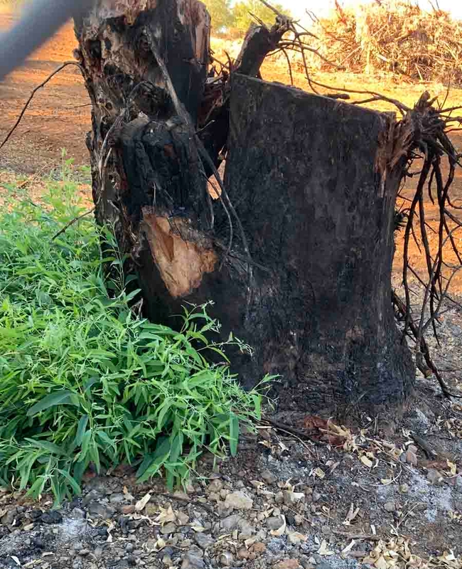 Lush regrowth emerges from the crown of this eucalyptus burned in July's Thompson Fire. Bonita Malone