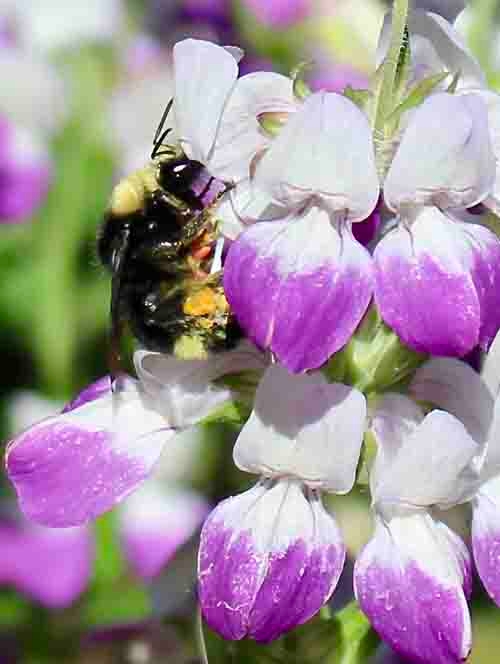 Yellow-faced bumble bee. Michelle Graydon