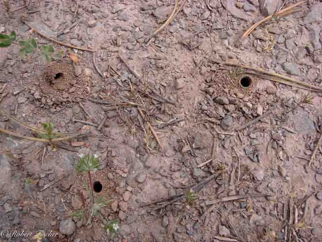 Native bee nests. Robert Fischer