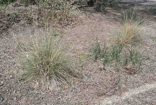 Leaves left alone to turn into mulch. Cindy Weiner