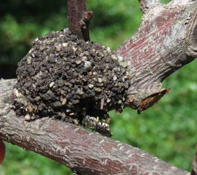 Leaf Cutter Bee emerging from nest. Jeanette Alosi