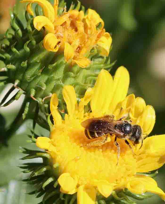 Female leafcutter bee on a Valley Gumweed flower. Michelle Graydon