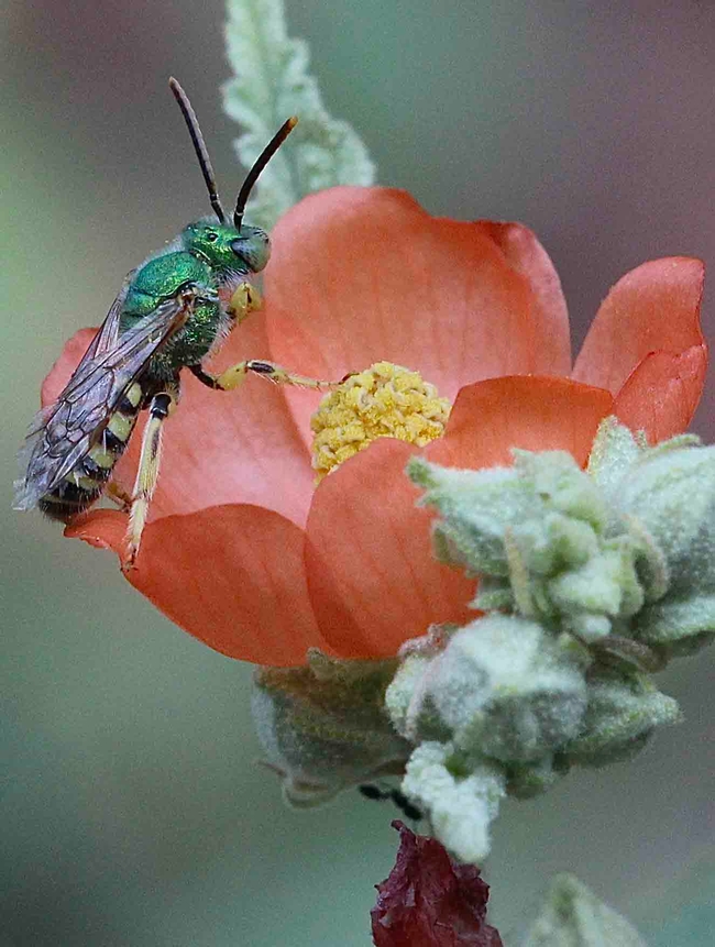 Male native green sweat bee on desert mallow flower. Michelle Graydon