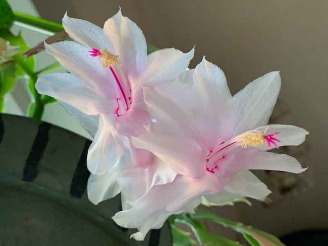 White Thanksgiving cactus flowers. Laura Kling