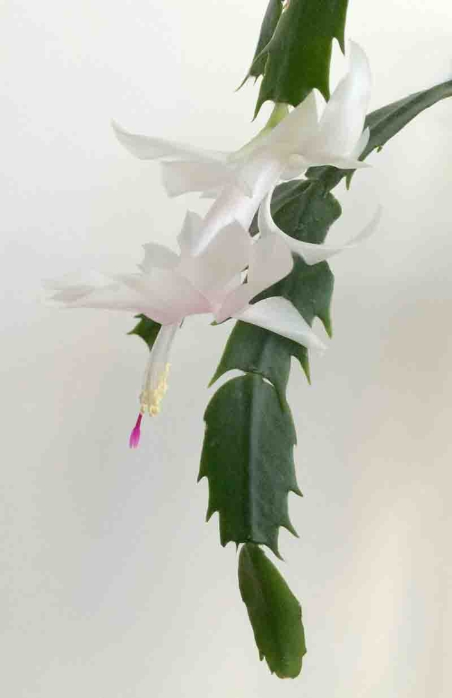 White Thanksgiving cactus (Schlumbergera truncata) flower. Laura Kling