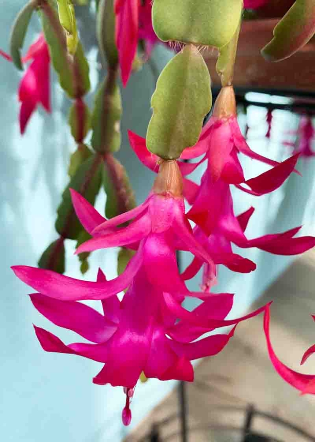 Red Christmas cactus flowers (Schlumbergera x buckleyi). Laura Kling