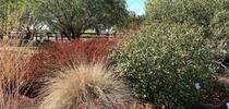 In the fall, seedheads provide food for wildlife in the California Native Plants section of the Master Gardeners Demonstration Garden. Laura Kling for The Real Dirt Blog Blog