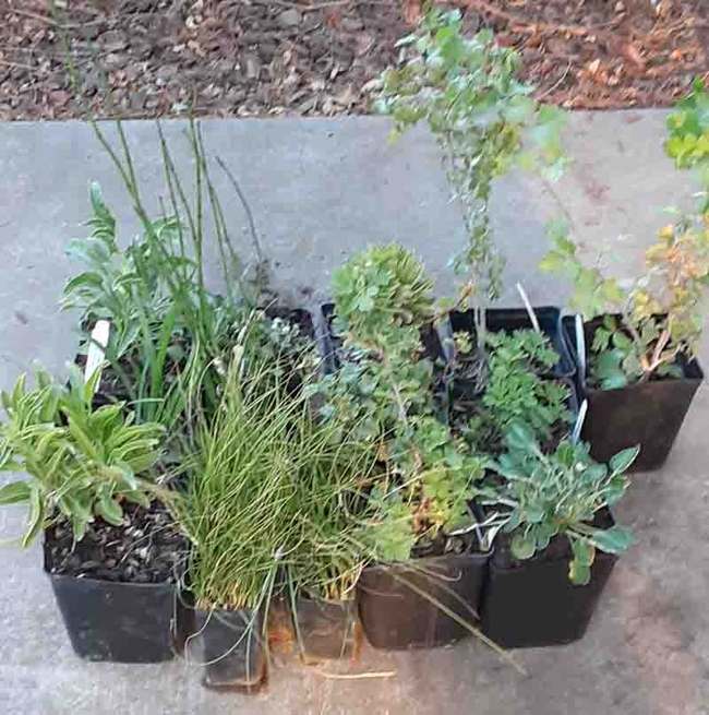 A selection of California natives ready to plant in the ground. Cindy Weiner