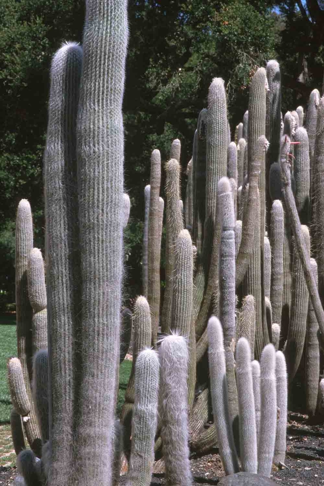 Old man cacti. Jack Kelly Clark, UC IPM Program