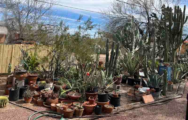 Some of the many varieties of Cacti are seen here being grown at a private home in Tucson, Arizona. J.C. Lawrence