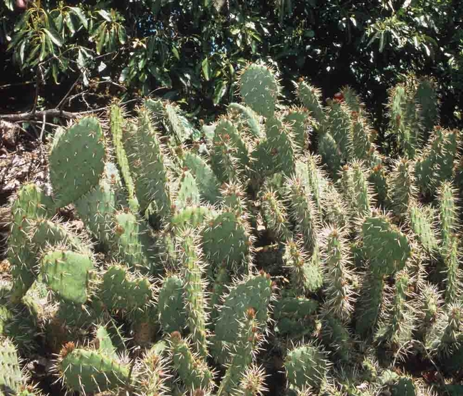 Prickly pear cacti. David Rosen, courtesy University of California Statewide IPM Program