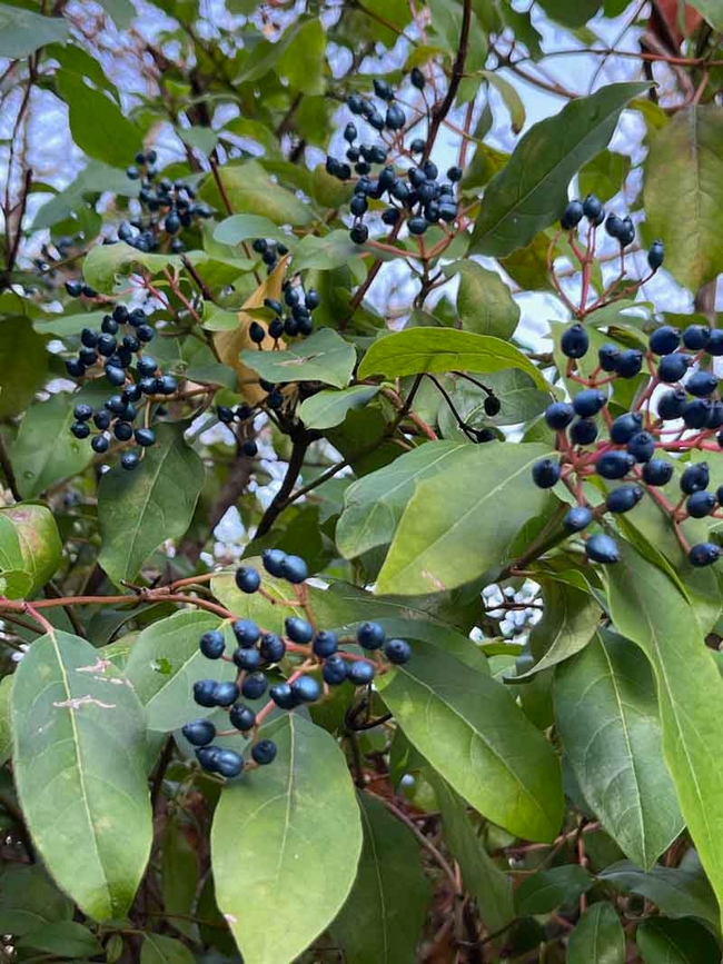 The blue-black berries of Viburnum tinus provide wintertime food for birds. J.C. Lawrence