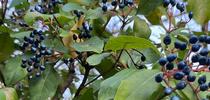 The blue-black berries of Viburnum tinus provide wintertime food for birds. J.C. Lawrence for The Real Dirt Blog Blog