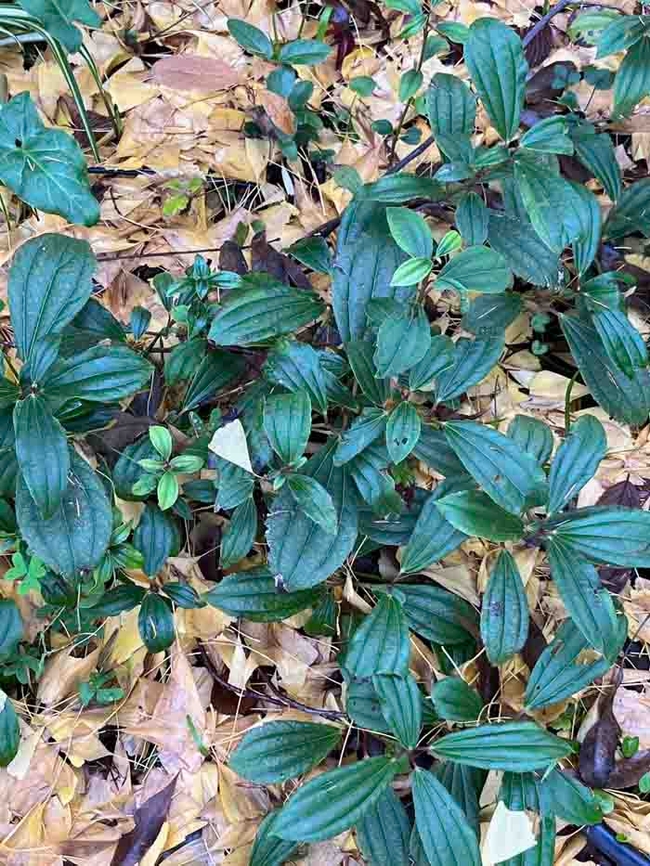 The foliage of Viburnum davidii in winter. J.C. Lawrence