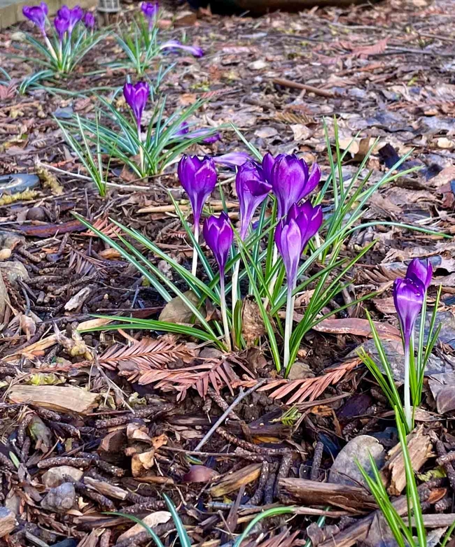 Crocuses are typically the first bulb to flower in spring.  These have returned to this local garden year after year. Michell Graydon