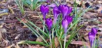 Crocuses are typically the first bulb to flower in spring.  These have returned to this local garden year after year. Michell Graydon for The Real Dirt Blog Blog