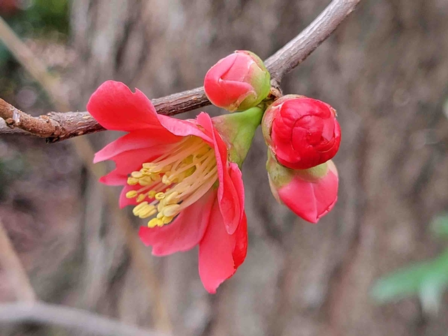 Flowering quince. Jeanette Alosi