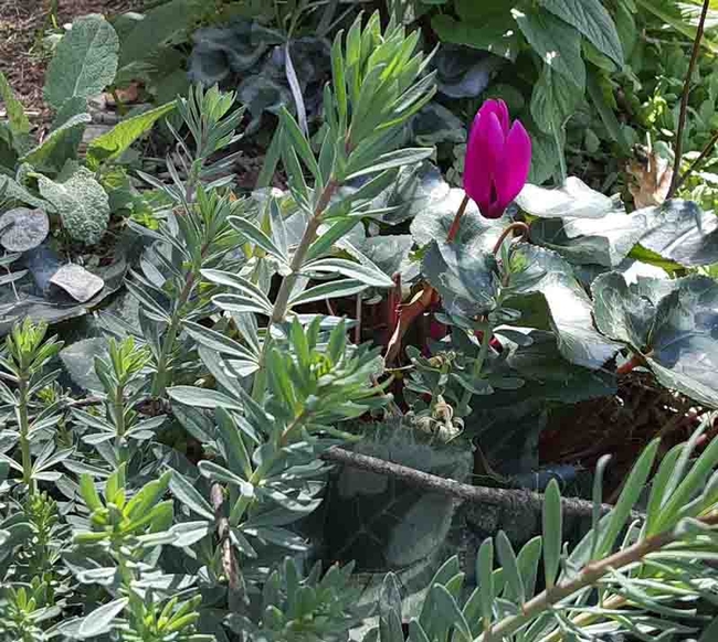 A bright magenta cyclamen flower emerges amongst other plantings. Laura Lukes