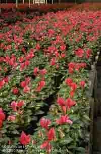 Cyclamen blooming in a Sonoma County greenhouse. Jack Kelly Clark, UC IPM Program