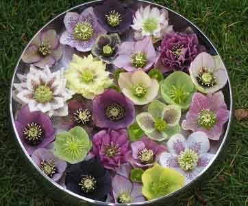 Hellebore - Golden Sunrise. David Hellebores in bowl. David Walther, Spring Fever Nursery