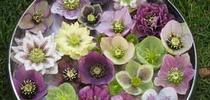 Hellebores in bowl. David Walther, Spring Fever Nursery for The Real Dirt Blog Blog