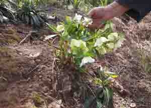 A hellebore thriving in clay and ash. Laura Lukes