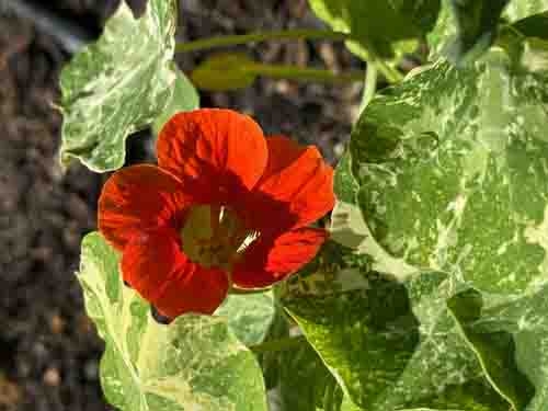 Nasturtium flowers are edible. Laura Kling