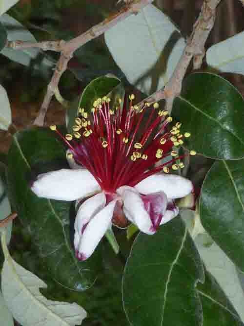 Feijoa (pineapple guava) flower, edible petals turned upwards. J. Lawrence